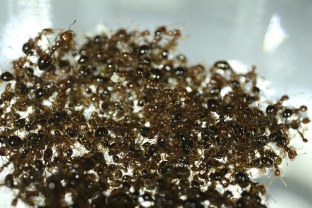 Вращающийся плот с огненными муравьями в лаборатории биокинетики Дэвида Хо в Технологическом институте Джорджии является примером коллективного поведения.