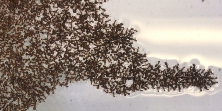 Несколько простых правил определяют, как плавучие плоты огненных муравьев меняют форму с течением времени.