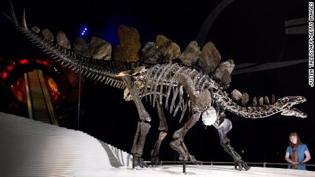 Недавно обнаруженная окаменелость стегозавра является древнейшей в мире