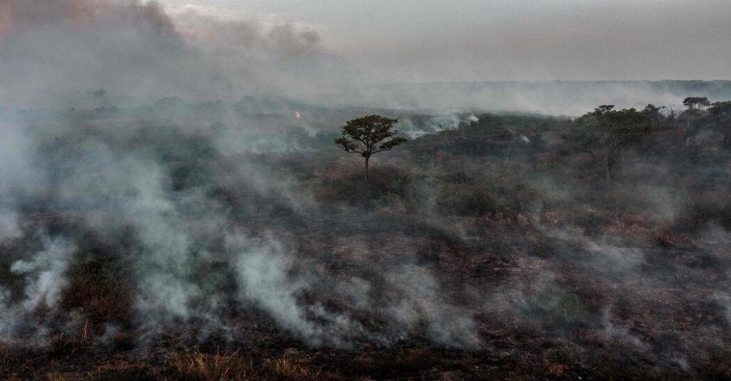 Вырубка лесов остается высокой, несмотря на обещания COP 26