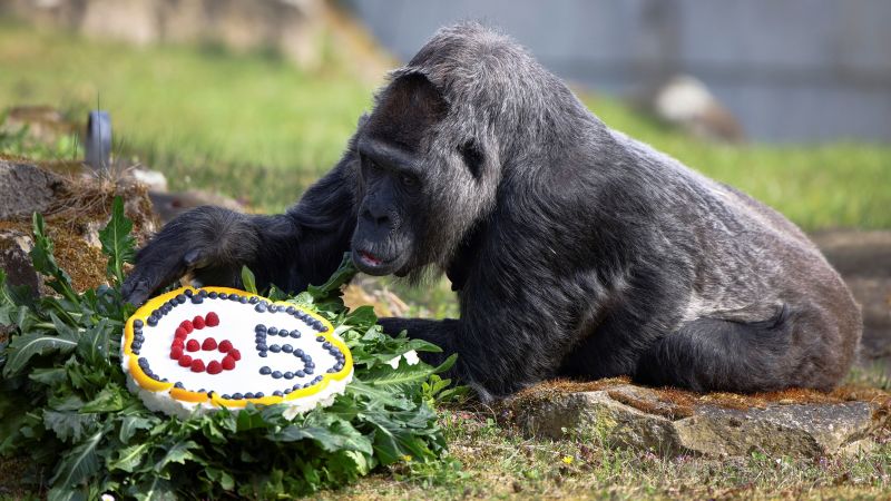 Старейшей известной горилле в мире исполнилось 65 лет.