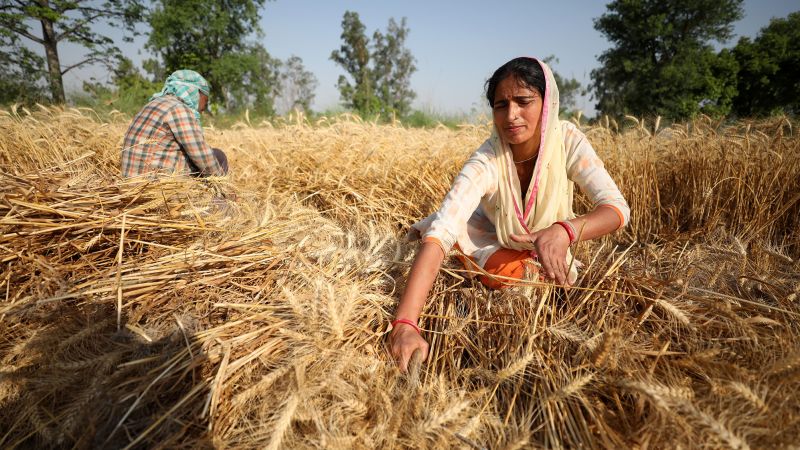 Запрет Индии на экспорт пшеницы: почему я отказался от предложения помочь решить глобальный продовольственный кризис