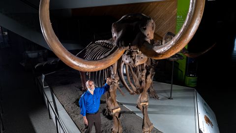 Палеонтолог из Мичиганского университета Дэниел Фишер позирует с составным скелетом мастодонта Бюшинга.