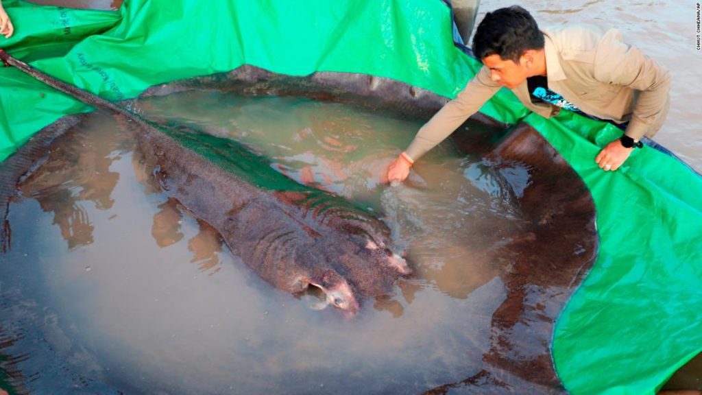 В Камбодже выловили самую большую в мире пресноводную рыбу — 660-килограммового ската.