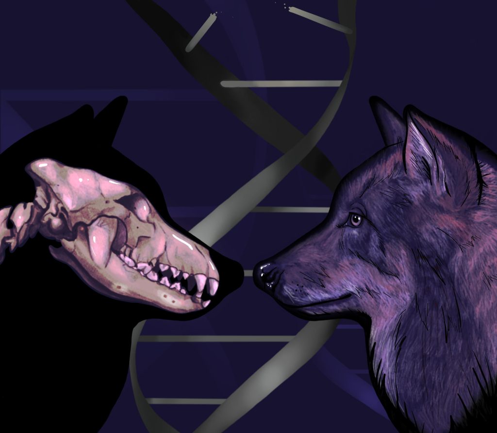 ДНК волка ледникового периода показывает, что собаки изначально принадлежали к двум отдельным группам древних волков