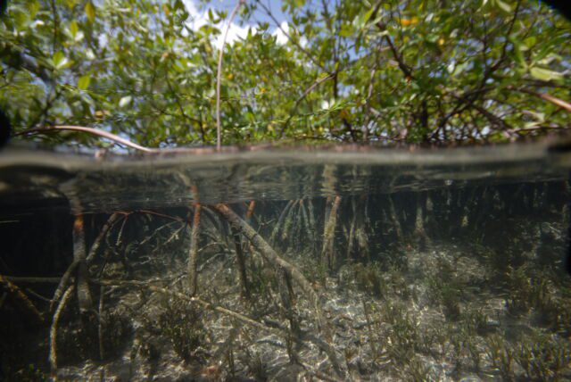 Виды мест отбора проб среди мангровых зарослей на архипелаге Гваделупа во французском Карибском бассейне, апрель-май 2022 г. 
