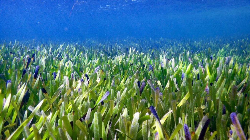 The world's largest living plant has been identified in the shallow waters off the coast of Western Australia, according to scientists. An underwater image of the seagrass in Shark Bay in Western Australia is pictured here.