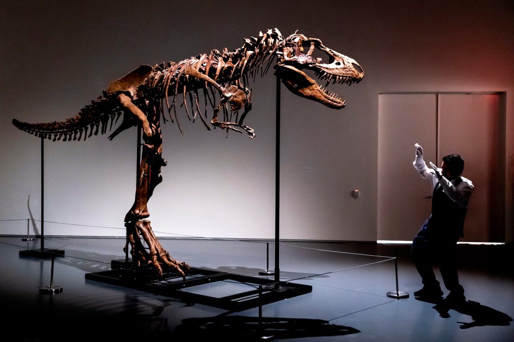 Сотрудник Sotheby's в Нью-Йорке демонстрирует размер скелета горгозавра, первого выставленного на аукцион.