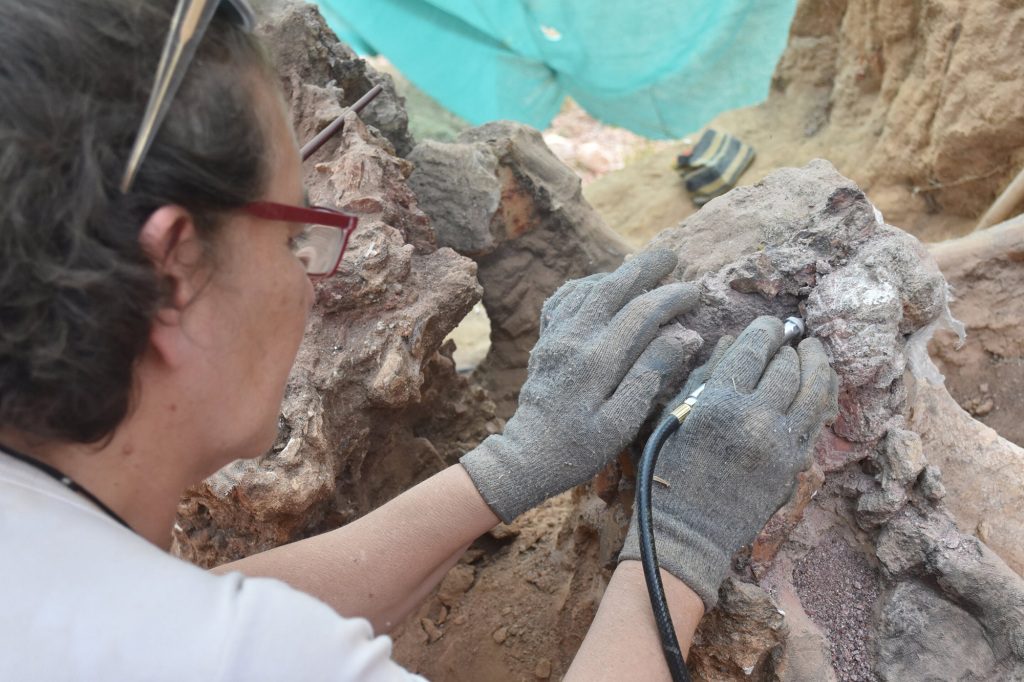 Исследователи сохранят и задокументируют окаменелости и продолжат раскопки на этом месте в следующем году. 
