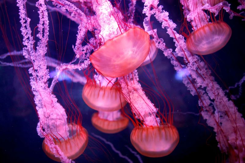 «Бессмертная медуза»: новое исследование из Испании может раскрыть секрет того, как этот вид обращает вспять старение