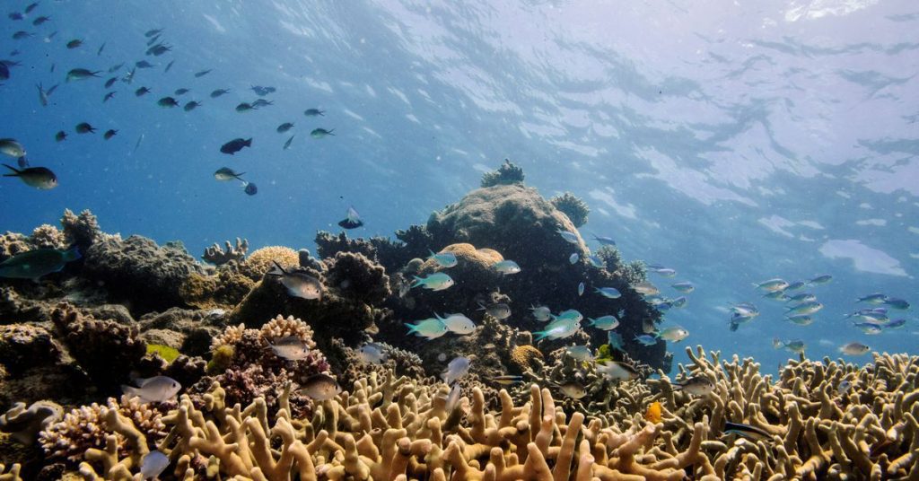 В некоторых частях Большого Барьерного рифа в Австралии наблюдается самый высокий коралловый покров за 36 лет.