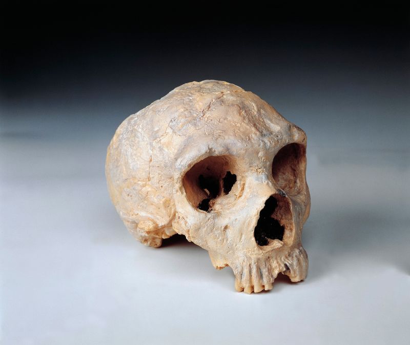 Обнаружены различия в мозге человека и неандертальца